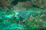 Random diving photo!